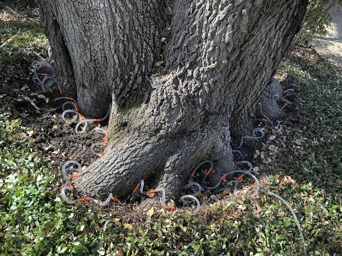 Detailed Tree Cabling and Bracing job site in Navajo