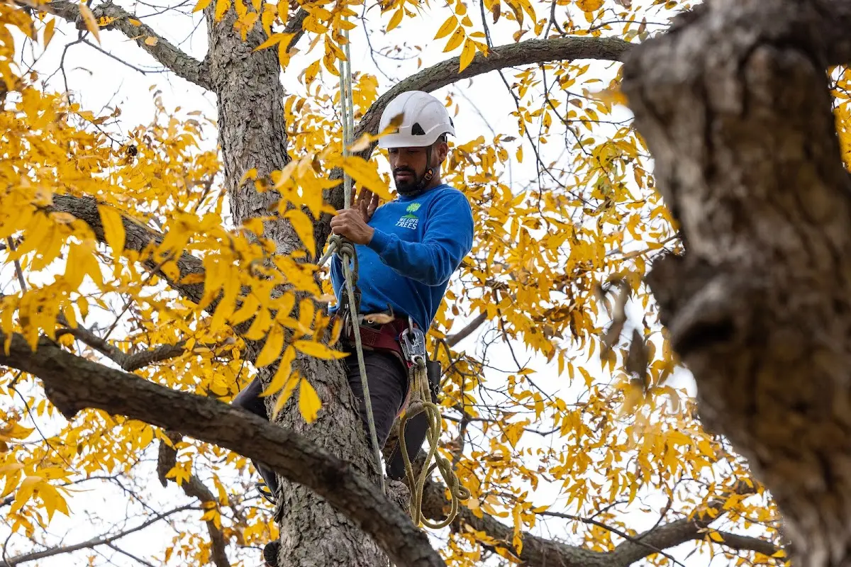 Skilled Tree Transplanting crew working in Navajo